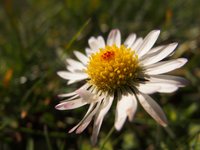 daisy-flower.jpg