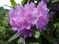 detail-violet-blossoms.jpg