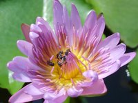 flower-lotus.jpg