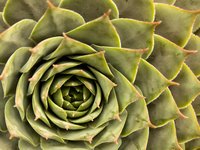 flower-macro.jpg