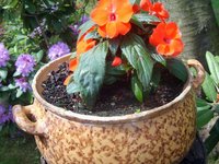 flowerpot-with-flowers.jpg