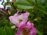 fly-on-blossom.jpg
