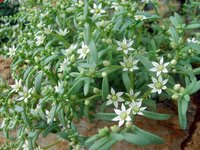 green-flower.jpg