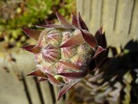 houseleek-blossom.jpg