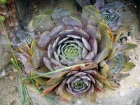 houseleek-flower.jpg