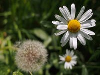 leucanthemum-daisy-flower.jpg