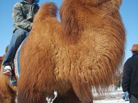 riding-camel-mongolia.jpg