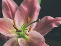 lilium-blossom.jpg