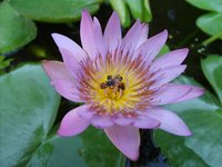 lotus-flower.jpg