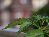 marihuana-flower.jpg