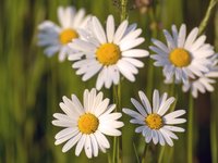 meadow-flowers.jpg