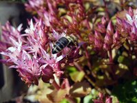 pink-blossom-bee.jpg