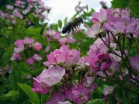 pink-blossoms.jpg