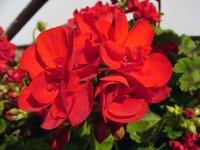 red-blossom.jpg