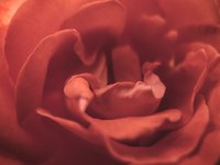 red-rose-blossom-detail.jpg