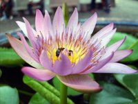 thailand-lotus-flower.jpg