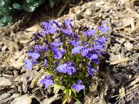violet-blossom.jpg