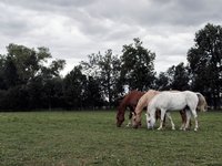 three-horses.jpg