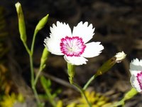 white-flower.jpg