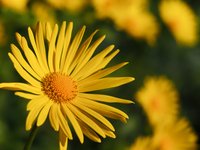 yellow-blossom.jpg