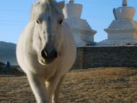 white-horse-stupas.jpg