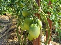 greenhouse_tomatoes_nutrition_food_2.jpg