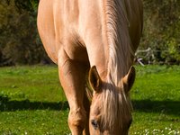 white-horse-vertical.jpg