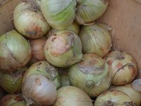 onions_vegetables_raw_food.jpg