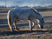 white-horse.jpg