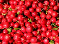 radishes_radish_vegetables_food.jpg