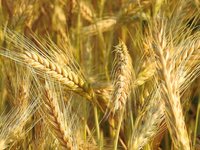 spike_cereals_cornfield_food.jpg