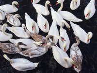 swans-fight-for-food.jpg