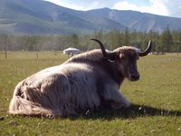 yak-mongolia.jpg