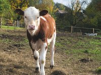 young-cow.jpg