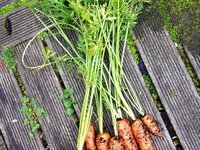 vegetables_carrots_nature_319705.jpg