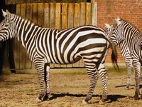 zebra.jpg
