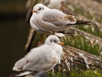 city-seagulls-D71_7692-free-image.jpg