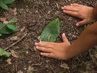 childrens-hands-on-forest-ground.jpg