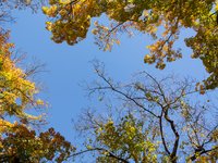 autumn-trees.jpg