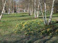 birch_park_nature_green_3.jpg