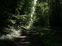 nature_field_forest_channel_0.jpg