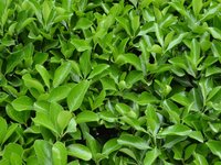nature_green_leaves_plant.jpg