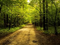 nature_park_alley_city.jpg