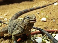 cuban-rock-iguana.jpg