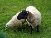 sheep.jpg