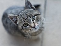 gray-kitten-looking.jpg