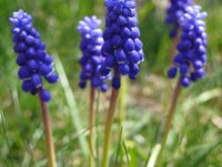 muscari-neglectum-plant.jpg