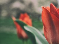 red-tulips.jpg