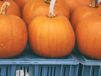 pumpkins.jpg