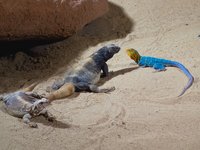Desert-Lizards.jpg
